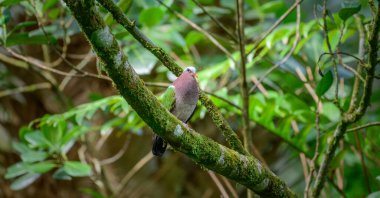 Asya Zümrüt Güvercini Sinharaja yağmur ormanlarındaki yosun kaplı bir ağaç dalına tünedi..