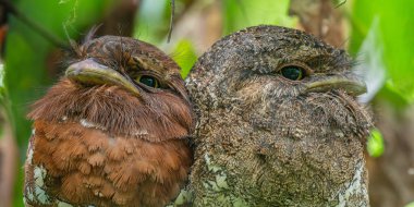 Sri Lanka kurbağa ağızlı çifti Sinharaja yağmur ormanlarında birbirine yakın tünemekte, soldaki dişi kuş..