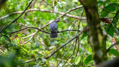 Sri Lanka orman güvercini Sinharaja yağmur ormanlarındaki bir dala tünedi. Sri Lanka 'da salgın yaşayan üreyen kuş..