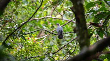 Sri Lanka orman güvercini Sinharaja yağmur ormanlarındaki bir dala tünedi. Sri Lanka 'da salgın yaşayan üreyen kuş..