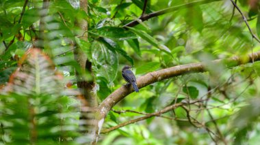 Tickell 'in mavi sinekkapan yavru kuşu Sinharaja yağmur ormanlarındaki bir dala tünemişti..