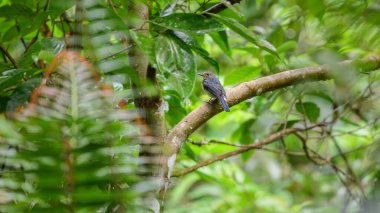 Tickell 'in mavi sinekkapan yavru kuşu Sinharaja yağmur ormanlarındaki bir dala tünemişti..