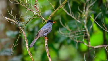 Kare kuyruklu bülbül kuşu Sinharaja yağmur ormanındaki bir ağaç dalına tünedi..
