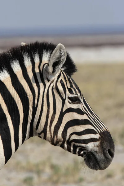 Close Plains Zebra Equus Quagga Etosha National Park Namibia Stock Photo