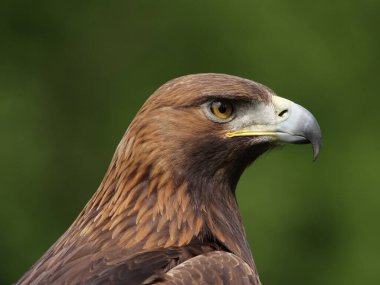 Portrait of a Golden Eagle (Aquila chrysaetos). clipart