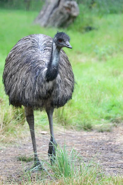 Emu Dromaius Novaehollandiae Rain Australia Stock Photo