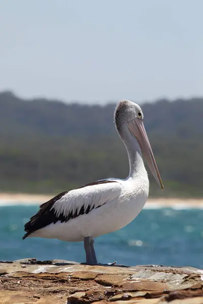 Australijski Pelikan Pelecanus Conspicillatus Siedzący Skale Wybrzeżu South Durras Parku — Zdjęcie stockowe