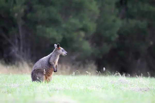 Träsk Wallaby Wallabia Bicolor Sittande Äng Phillip Island Victoria Australien Royaltyfria Stockfoton