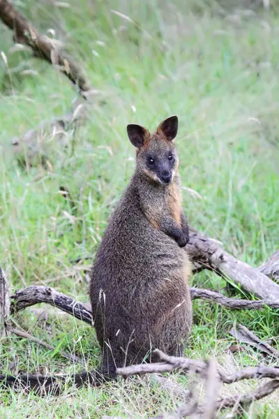 Träsk Wallaby Wallabia Bicolor Sitter Busken Phillip Island Victoria Australien Royaltyfria Stockfoton