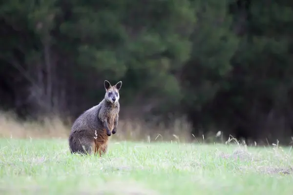 Träsk Wallaby Wallabia Bicolor Sittande Äng Phillip Island Victoria Australien Stockbild