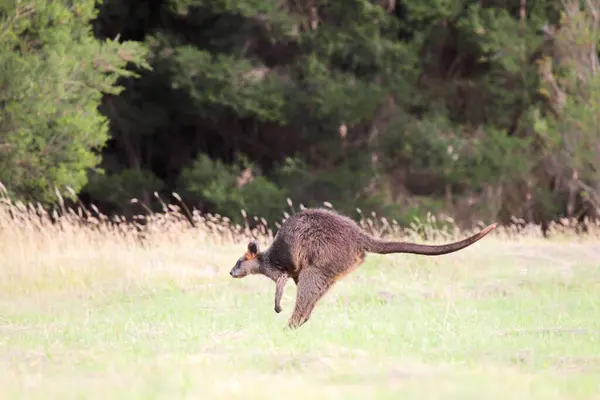 Wallaby Jumping Bagno Wallabia Dwukolorowy Phillip Island Victoria Australia Obrazek Stockowy