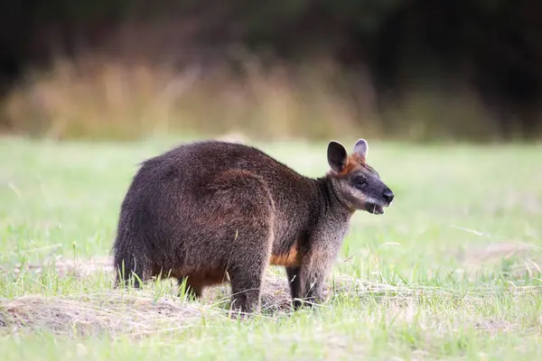 Träsk Wallaby Wallabia Bicolor Sittande Äng Phillip Island Victoria Australien Stockfoto