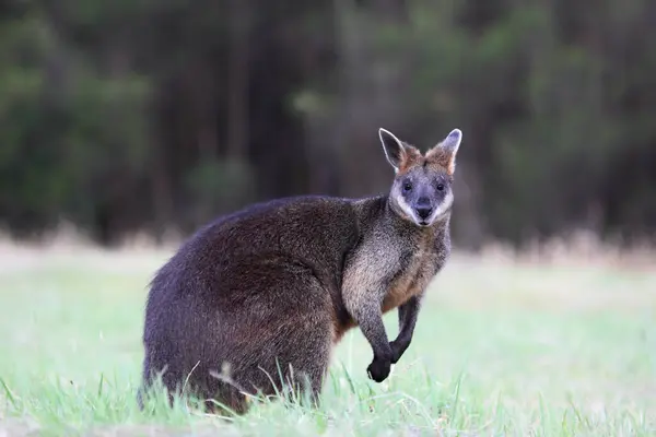 Träsk Wallaby Wallabia Bicolor Sittande Äng Phillip Island Victoria Australien Royaltyfria Stockbilder
