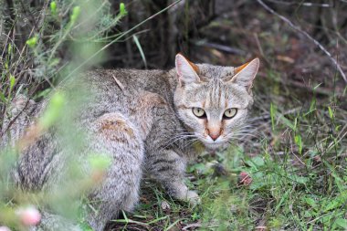 African Wildcat (Felis silvestris lybica) sitting on the ground in South Africa. clipart