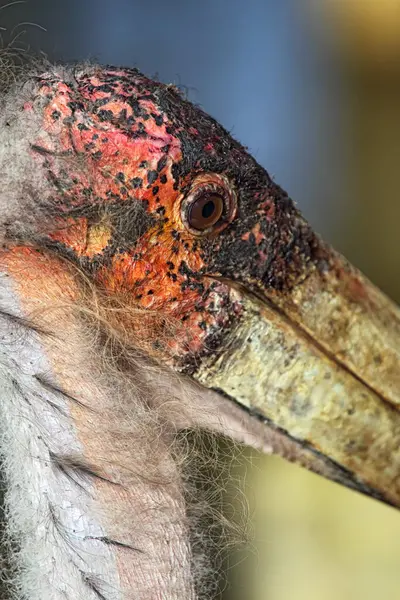 Stock image Close up of a Marabou (Leptoptilos crumeniferus) in South Africa.