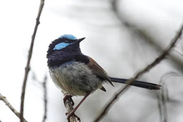 stock image Superb Fairy-wren (Malurus cyaneus) sitting in a bush in Cape Conran, Victoria, Australia.