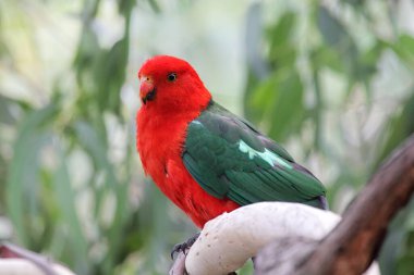 Australian King Parrot (Alisterus scapularis) sitting on a branch in Kennett River at the Great Ocean Road, Victoria, Australia. clipart