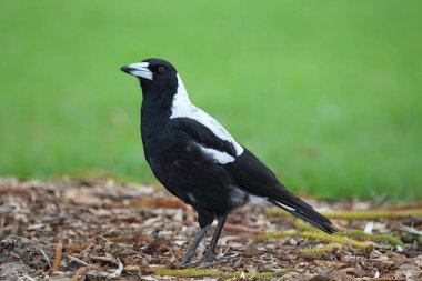 Australian Magpie (Cracticus tibicen) in Victor Harbor, South Australia, Australia. clipart