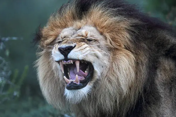 stock image Close up of a male Lion (Panthera leo) flehming in the Amakhala Game Reserve, Eastern Cape, South Africa.