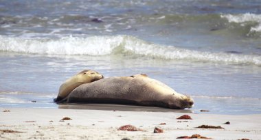 Australian sea lions (Neophoca cinerea) on the beach at Seal Bay, Kangaroo Island, South Australia, Australia. clipart