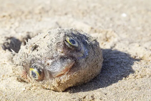 stock image Dead Fish lying on the beach of Lake King in Lakes Entrance, Victoria, Australia.