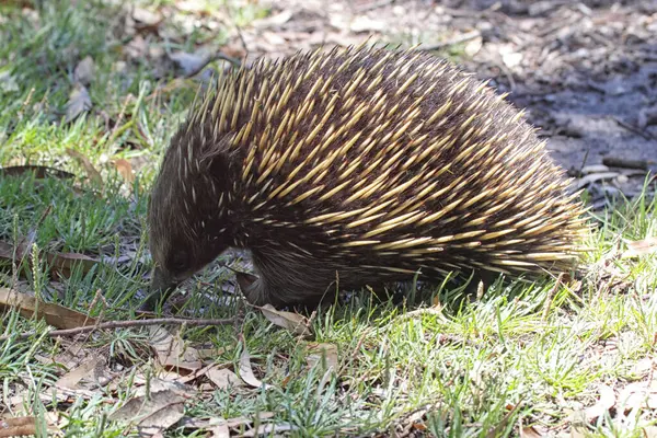 stock image Short-beaked Echidna (Tachyglossus aculeatus) searching for food on Raymond Island in Lake King, Victoria, Australia.