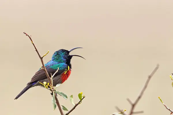 stock image Greater Double-collared Sunbird (Cinnyris afer) sitting on a twig in the Amakhala Game Reserve, Eastern Cape, South Africa.