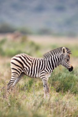 Foal of a Plains Zebra (Equus quagga) in the Amakhala Game Reserve, Eastern Cape, South Africa. clipart