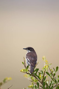 Fiscal Flycatcher (Sigelus silens) sitting on a bush in the Amakhala Game Reserve, East Cape, South Africa. clipart