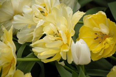 Lisse Holland 'daki Keukenhof bahçesinde lale lalelerine yakın. Hollanda' da.