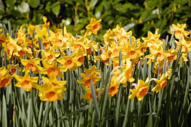 Lisse Holland 'daki Keukenhof bahçesindeki nergis narsisine yakın. Hollanda.