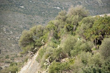 Katalonya 'da yaz aylarında çalılarla kaplı bir dağ manzarası
