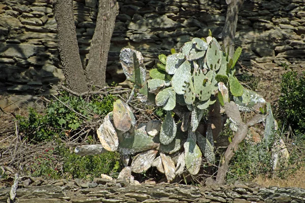 Paesaggio Infestato Insetti Fico India Opuntia Cactus Durante Estate Catalogna — Foto Stock