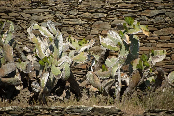 Paesaggio Infestato Insetti Fico India Opuntia Cactus Durante Estate Catalogna — Foto Stock