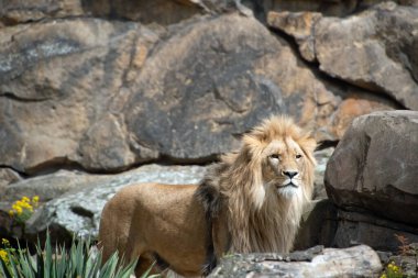 Berlin Hayvanat Bahçesi 'nde, Mitte Berlin Almanya' sında bir erkek aslanın manzarası