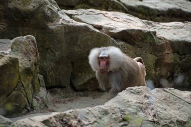 Mitte Berlin Almanya 'sındaki Berlin Hayvanat Bahçesi' nde maymunların manzarası