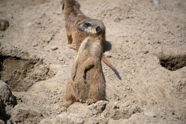 Meercat 'in (Suricata) Berlin Hayvanat Bahçesi, Mitte Berlin Almanya
