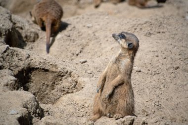 Meercat 'in (Suricata) Berlin Hayvanat Bahçesi, Mitte Berlin Almanya