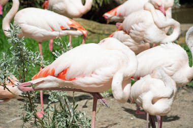 Flamingoların manzarası Fenikopteridae Berlin Hayvanat Bahçesi 'nde Mitte Berlin Almanya' sında.