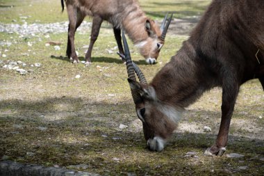 Defassa Waterbuck 'ın manzarası Mitte Berlin Almanya' daki Berlin Hayvanat Bahçesi 'nde korunuyor.