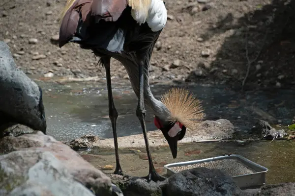 Τοπίο Των Πτηνών Crane Gruidae Περίβολο Στο Ζωολογικό Κήπο Του — Φωτογραφία Αρχείου