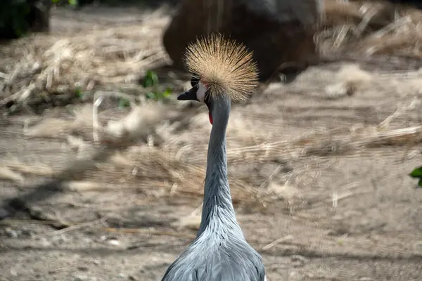 Kranich Gruidae Vogellandschaft Gehege Des Berliner Zoos Mitte — Stockfoto