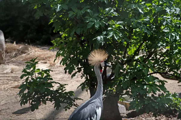 Τοπίο Των Πτηνών Crane Gruidae Περίβολο Στο Ζωολογικό Κήπο Του — Φωτογραφία Αρχείου