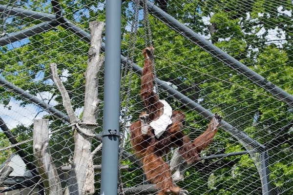 Пейзаж Обезьяны Орангутанга Вольере Берлинского Зоопарка Митте Берлин Германия — стоковое фото