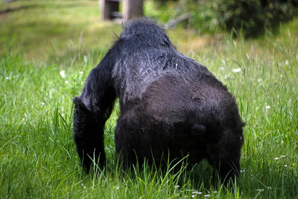 Tájkép Nyugati Gorilla Gorilla Gorilla Zárt Berlini Állatkertben Mitte Berlin — Stock Fotó