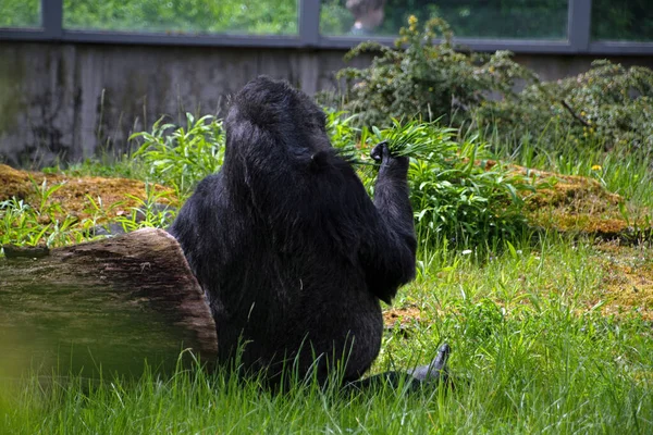 Paesaggio Del Gorilla Occidentale Gorilla Gorilla Nel Recinto Dello Zoo — Foto Stock