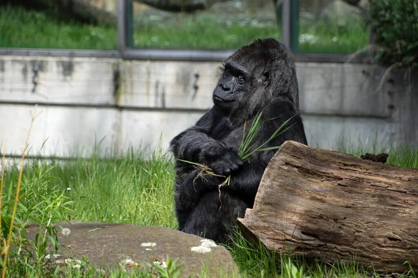 Landschaft Des Westlichen Gorillas Gorilla Gorilla Gehege Des Berliner Zoos — Stockfoto