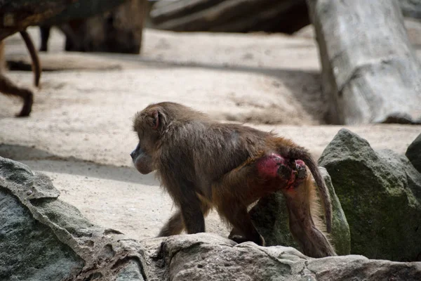 Landschap Van Apen Primaat Een Leefruimte Berlijn Zoo Mitte Berlin — Stockfoto