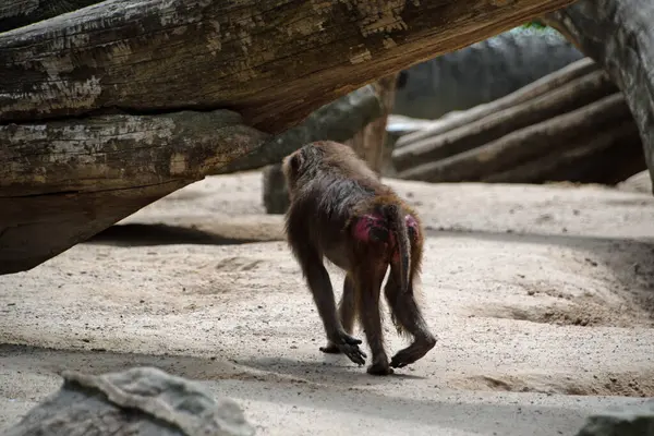 Paysage Singe Primate Dans Enceinte Zoo Berlin Mitte Berlin Allemagne — Photo