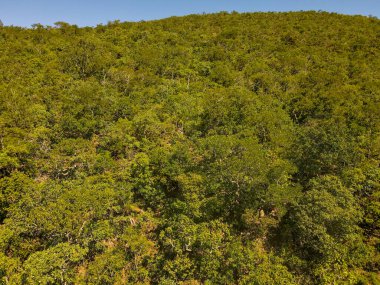 Nobres 'te yaz boyunca Chapada tepesindeki orman manzarası Bom Jardim Mato Grosso Brezilya